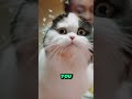 Do cats see colors?