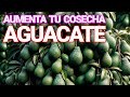 Amarre y Llenado de Fruto en el Aguacate