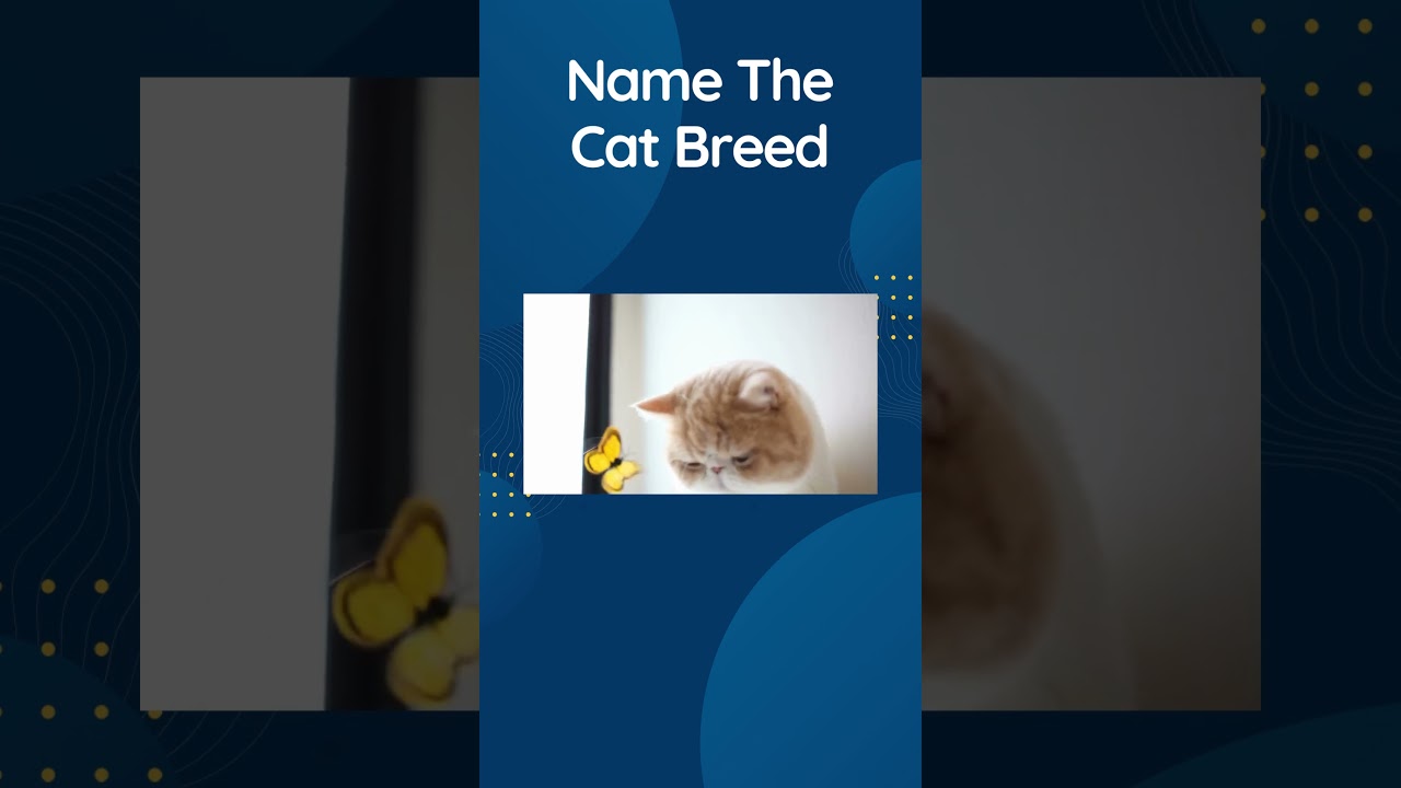 Cat Quiz Shorts 3 - Guess The Cat Breed Trivia 