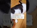 집사 판박이. 게으른 고양이? #고양이 #고양이일상 #cat #쇼츠