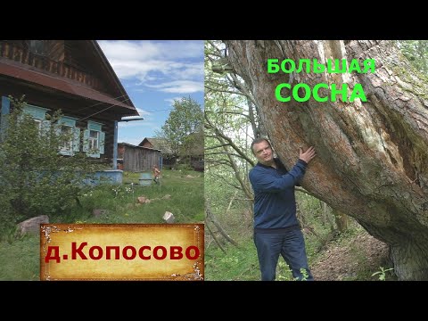 Видео: Деревня из которой не хочется уезжать. Гигантское дерево. Продают дом в деревне за миллион рублей