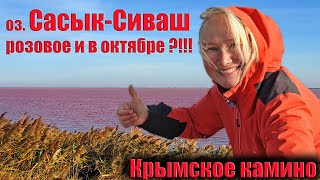 Сасык-Сиваш действительно розовое | Из Евпатории пешком по дамбе | Шестой день пути крымский камино