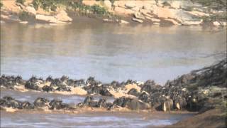 Great Migration: Successful Crossing Mara River Maasai Mara Kenya