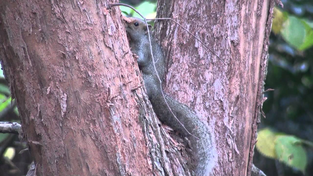 Ardilla vientre rojo (Callosciurus erythraeus)