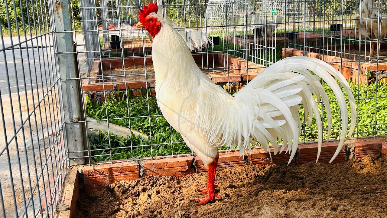 29/1 Giao Lưu Ae Vui Xuân. 0961.496.696