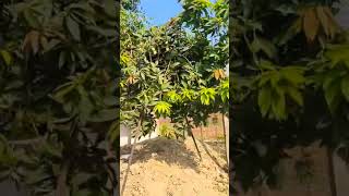 don't cut tree #nature #tree #village #trending