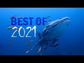 2021 Underwater Showreel | Thailand&#39;s Best Dives