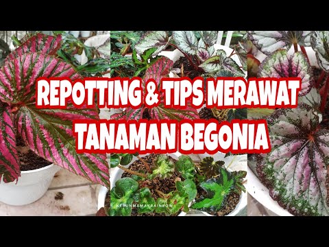 Video: Begonia merah: deskripsi foto, penanaman dan perawatan di rumah