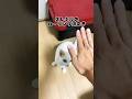 保護猫ゆきのの得意技? #shorts #cat #保護猫 #ショート #猫