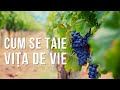 Cum se taie vita de vie | VIATA IN GRADINA