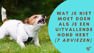 Wat je niet moet doen als je een uitvallende hond hebt (7 adviezen)