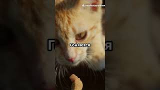 Приключения котов Марса и Маси в Майнкрафт #коты #юмор #games #minecraft