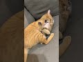 両手をあげて降参する子猫