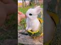 খরগোশ খাওয়া হারাম নাকি হালাল | Dogesh fun #shortsfeed #shortsviral #shortvideo #vrialshort #animals