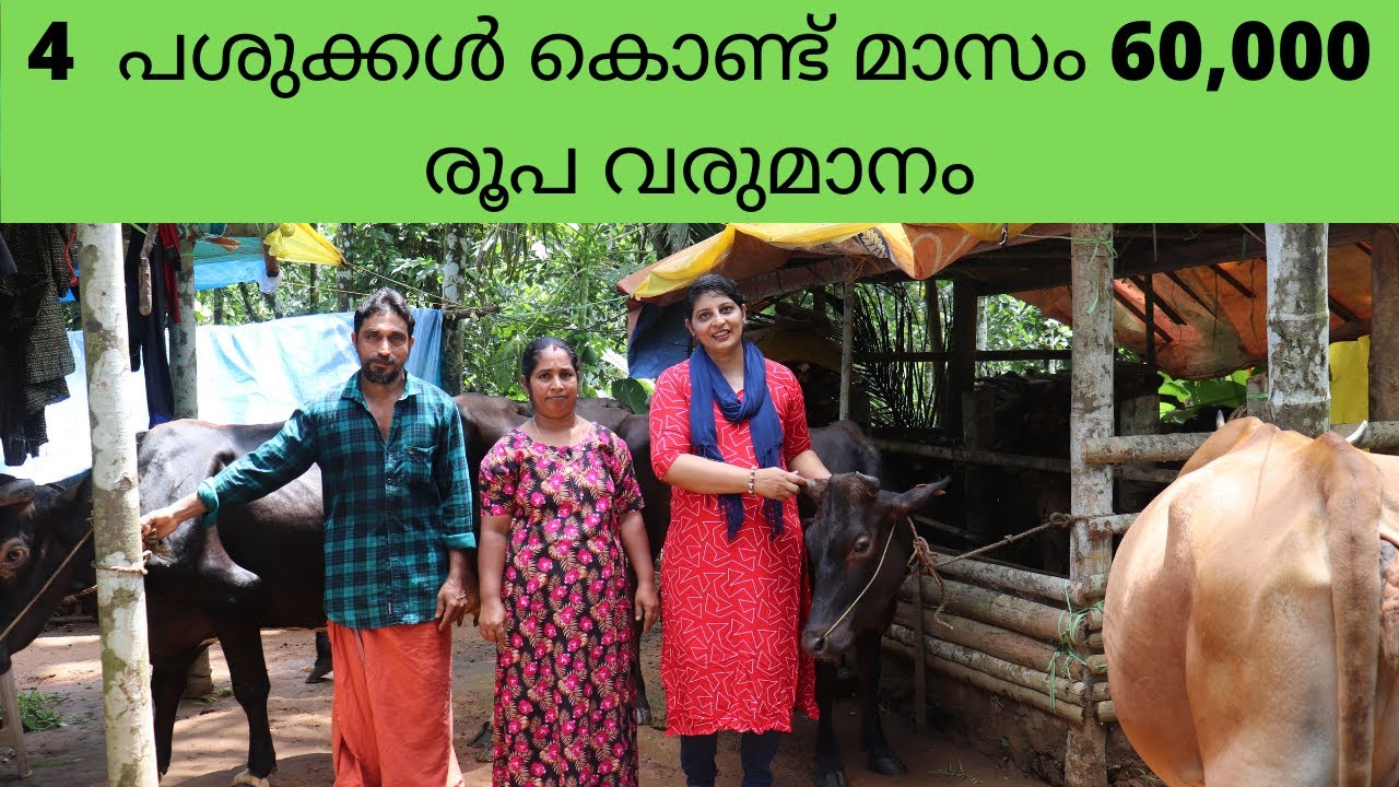 വെറും 10cent സ്ഥലത്ത് വീടും പശു ഫാമും/Rincy'skitchen&vlog