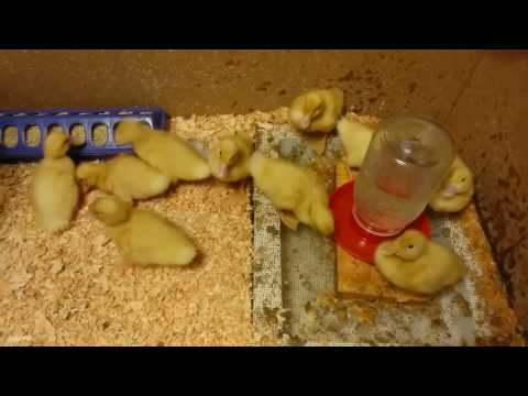Eenden kweken in je achtertuin: van begin tot eind (deel 1)