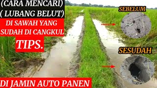 TIPS JITU.! CARA CARI LUBANG BELUT SAWAH ||100% AUTO PANEN BELUT BESAR DI SAWAH LIHAT BUKTINYAA.!!!