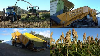 Sorghum hakselen en inslurven door loonbedrijf Grefelman en De Bagging Machine (2022)