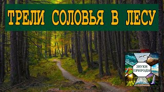 Пение Соловья, Целителя От Бога  Соловей Своим Пением Поднимает Вибрации Души И Мы Отдыхаем