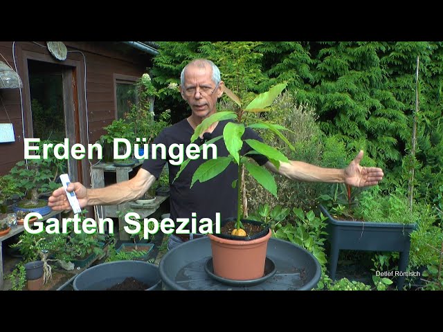 www bonsai The 'Miyagi' Bonsai  Fiddleheads Garden Center
