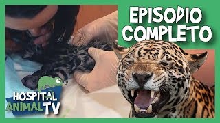 Reanimando a un bebé jaguar | Hospital Animal TV (Episodio Completo)
