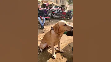 ارخص كلب في سوق الجمعه سوق السيدة عيشة Dog Doglover Dogdog Animal 