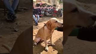 ارخص كلب في سوق الجمعه سوق السيدة عيشة dog doglover dogdog animal