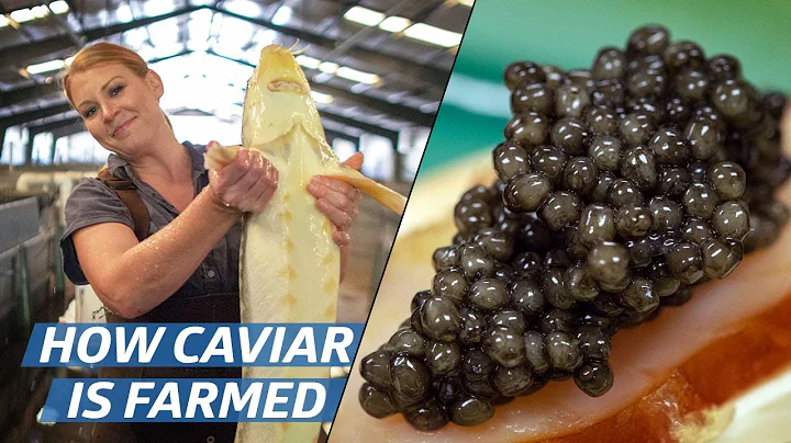 How Russian Sturgeon Caviar Is Farmed and Processed — How To Make It - DayDayNews