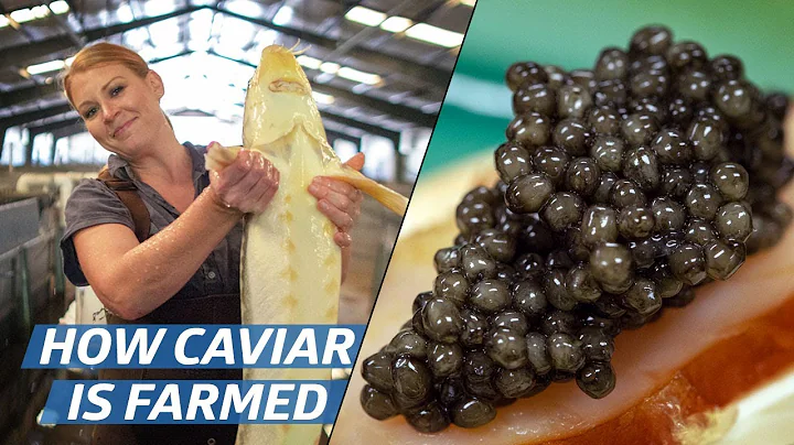 How Russian Sturgeon Caviar Is Farmed and Processed — How To Make It