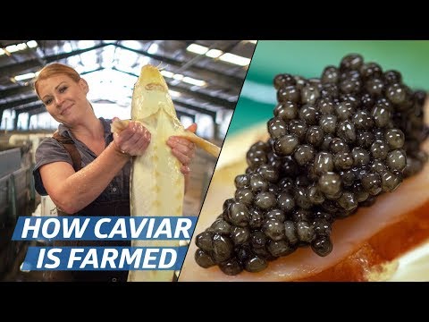 How Russian Sturgeon Caviar Is Farmed and Processed — How To Make It