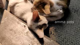 Cute kittens got something stuck in my throat I Kitten chewing her sisters tail by amma pets 268 views 3 years ago 3 minutes, 15 seconds
