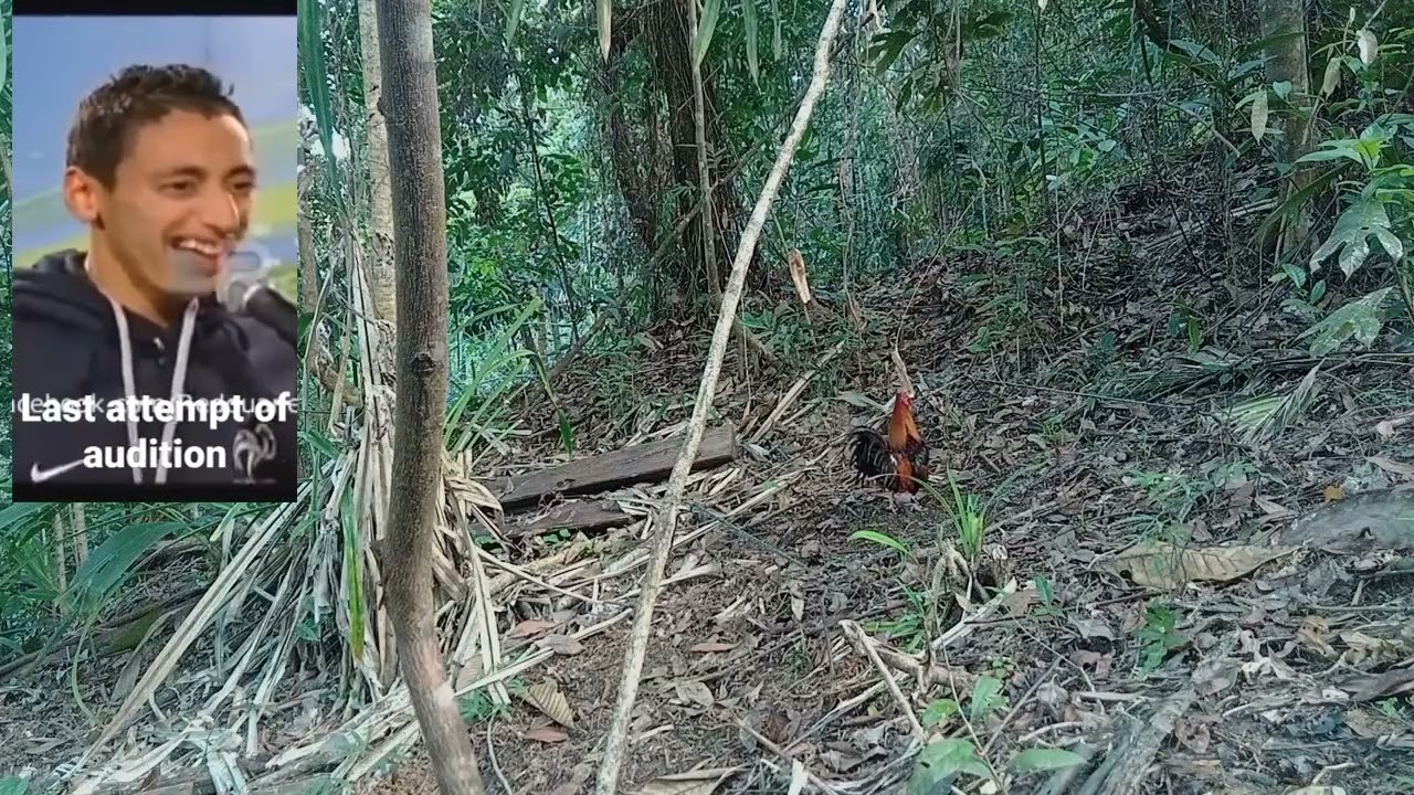 hunt #2  February 17 wais na labuyo akala ko hndi  nahuli #redjunglefowlhunting