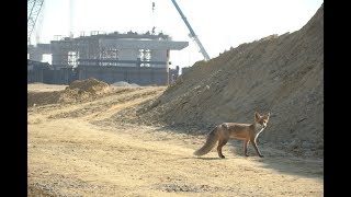 Лисичка на строительстве Керченского моста, 04.11.2017