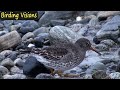 Exquisite Purple Sandpipers on post-storm beach - Norway