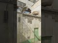 CT Smoke To Push B Site On Cache #shorts #cs2