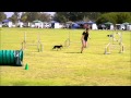 Trixie - Manchester Terrier - WA State Agility Trial 2014 の動画、YouTube動画。