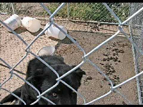 Taos County residents protest animal cruelty