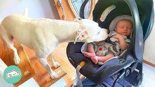 Gentle Pitties Meet Their Baby Bro For The First Time | Cuddle Buddies