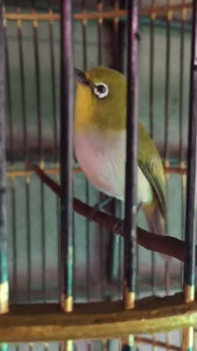 Pleci monty ngriwik tipis tipis