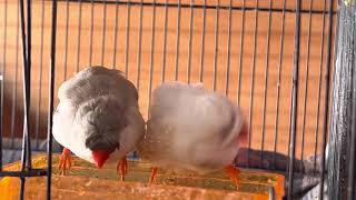 水浴びする時だってくっつき合う仲良し錦華鳥　zebra finch