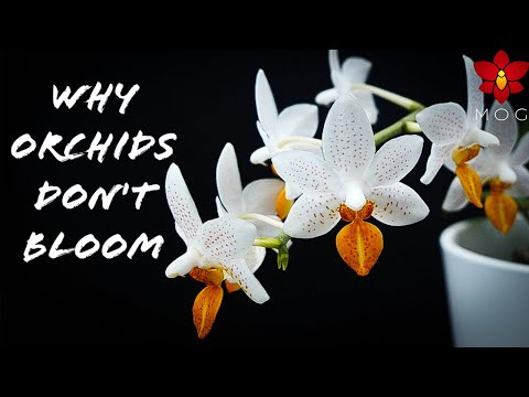 7 Reasons Why Your Orchid doesn&rsquo;t Bloom! | Orchid Care for Beginners