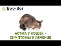 Астма у кошек- симптомы и лечение