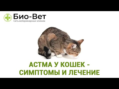 Астма у кошек- симптомы и лечение