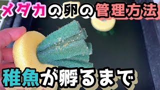 メダカの卵の管理方法について稚魚が孵るまでの育て方を簡単にご紹介【媛めだか】