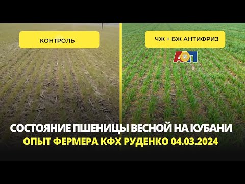 Состояние озимой пшеницы в феврале через 2 недели после обработки БЖУ Антифриз в Брюховецком районе