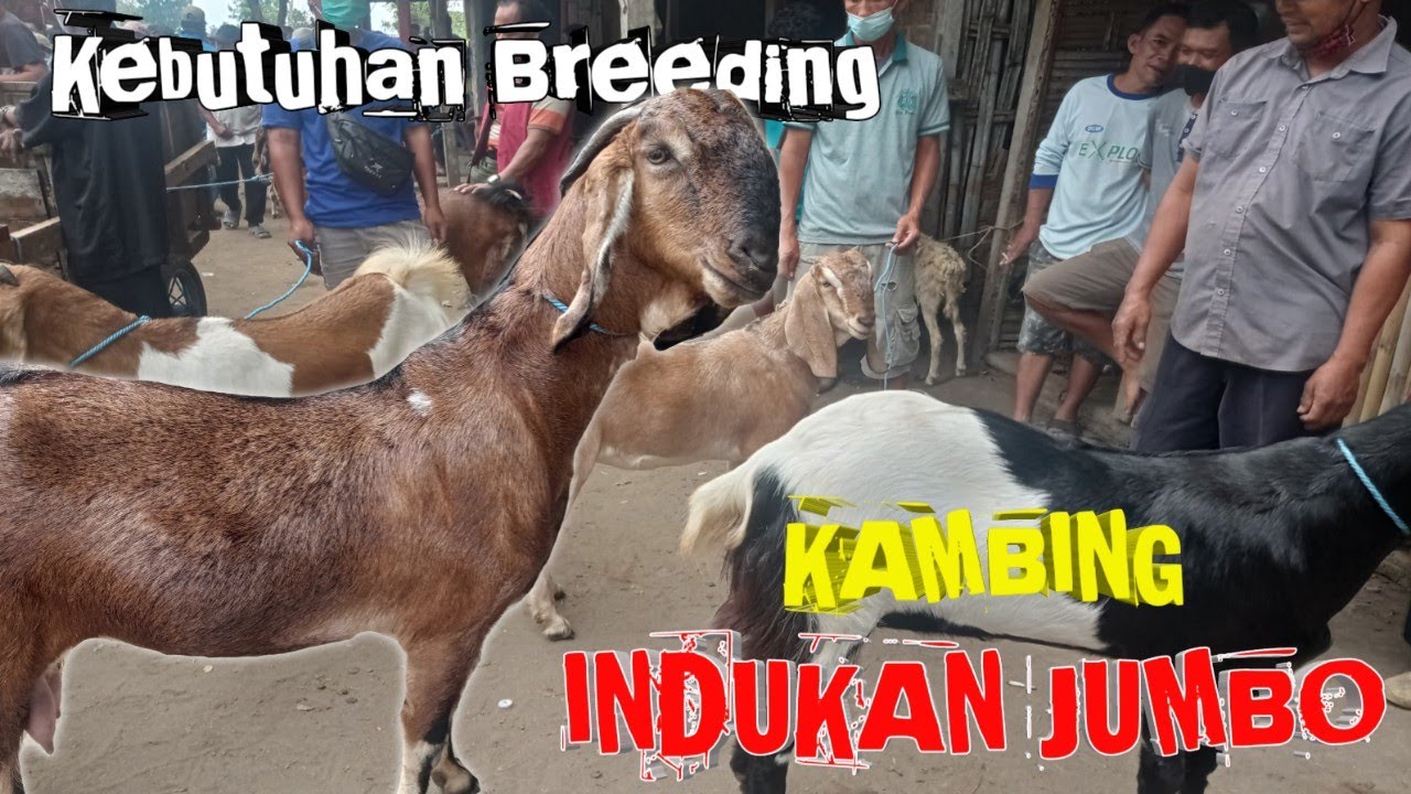 BAGI YANG MAU TERNAK, INILAH REKOMENDASI KAMBING INDUKAN JUMBO 
