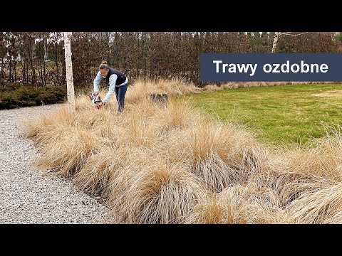 Wideo: Trawa ozdobna do dawania