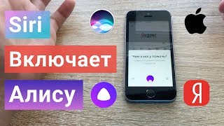 Яндекс АЛИСА как АКТИВИРОВАТЬ ГОЛОСОМ на айфон iOS на любом экране без рук через Siri screenshot 3