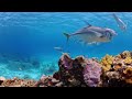 Beautiful Coral Reef 360