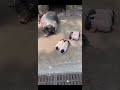 Pig Brothers, it's time for dinner #Funny Animal Fun #Rural Cute Pet #Pig #Second Senior#5edbd
